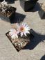 Preview: Turbinicarpus pseudomacrochele